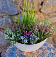 Opg Rasadnik Rujevica Logo