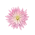 Cvećara Kikka Logo