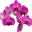 Cvećara Orhideja Logo