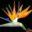 Cvećara Strelitzia Logo